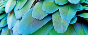 Inca Design - Hampshire - UK